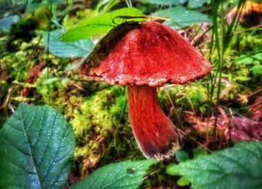 Yeşil yaprak altında kırmızı yağ mantar