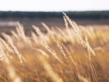 Spikelets renkli sonbahar arka plan sarı