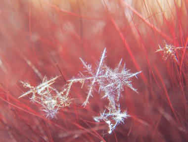 Kar tanesi güzel renkli arka plan makro üzerinde