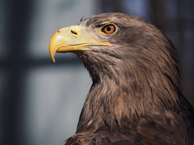 Tehlikeli portre başından sola izole kartal