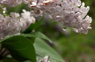 Su damlası yağmur sonra leylak
