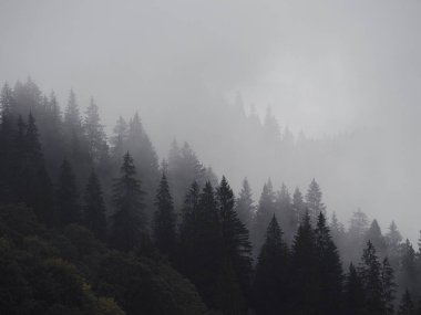 Carpatian Dağları sis ve buğu çam ormanı 