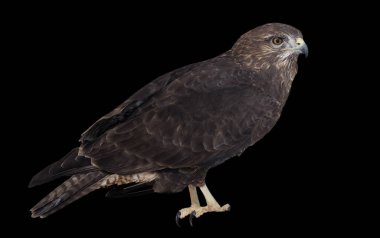 Siyah profil sayfası izole kartal kahverengi oturma