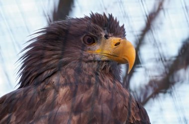 Kartal portre ciddi görünümünden rght yan