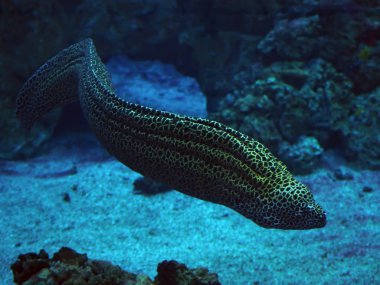 Murena yılan mavi okyanus