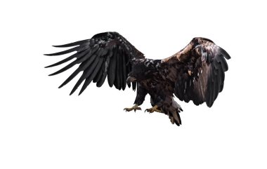 Uçak iniş beyaz izole kartal