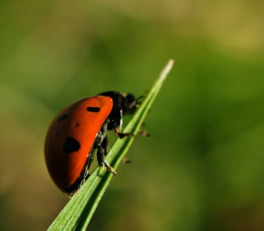 Arka görünümünden amacı kadar yeşil çim tırmanma kırmızı uğur böceği