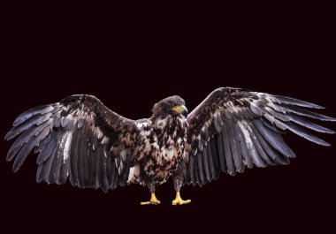 Kartal ile izole kanat açtı
