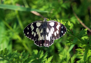 Buradaki yeşil çim kanatları manzarayı yukarıda uçan Kelebek galathea melanargia
