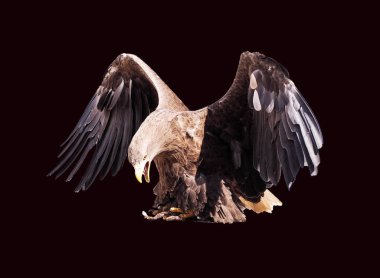 Kartal ile izole kanat açtı