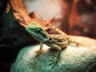 Kertenkele Agamidae sarmal, taş yakın çekim