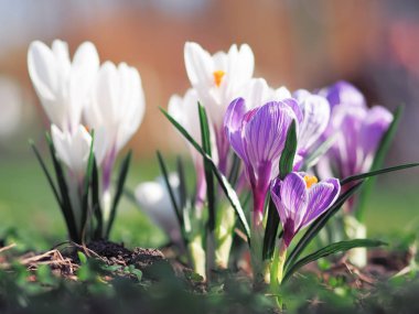 Bahar, yeşil çimen, çiğdemler