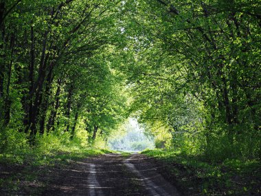 Yeşil orman tünel