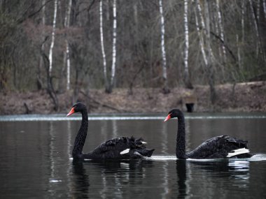 Black swans at the lake close up sweaming beautiful clipart