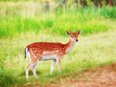 Çayırdaki geyik şirin.