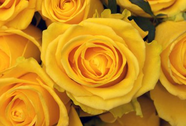 Sarı gül, doğal arka plan