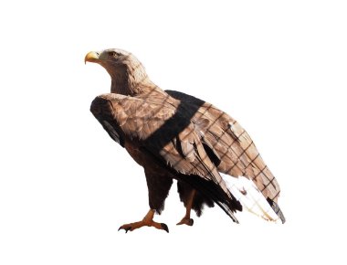Kahverengi beyaz izole oturan kartal