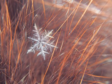 Kar tanesi güzel renkli arka plan makro üzerinde