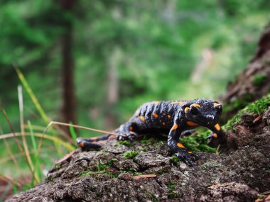 Salamandra taş ve Carpatian Dağları, yeşil çim