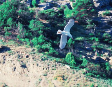 Denize yakın dağların üzerinde uçan martı