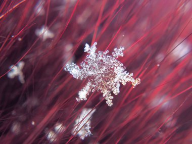 Kar tanesi güzel renkli arka plan makro üzerinde