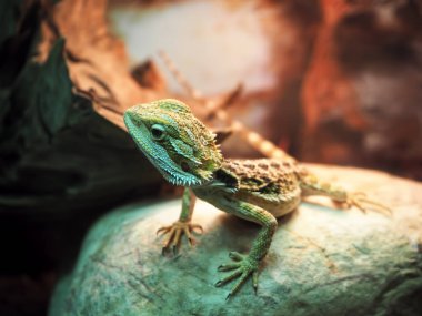 Kertenkele Agamidae sarmal, taş yakın çekim