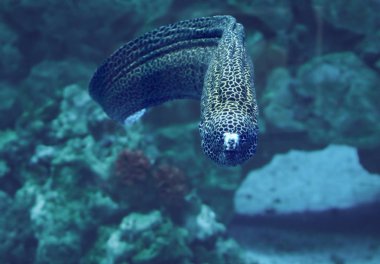 Murena büyük yılan sweaming mavi okyanus