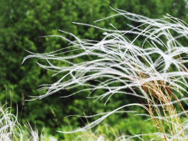 Spikelets rüzgar yeşil orman, birçok beyaz sinek 