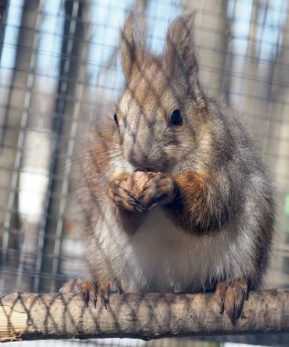 Sincap fındık tam boy tutmak