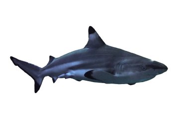 beyaz izole köpek balığı