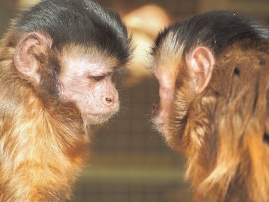 Maymun kırmızı güneşe yakın çekim