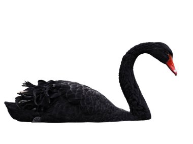 Siyah, beyaz izole göl sweaming kuğu