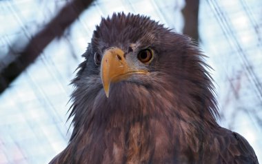 Amerikan kara kartal, yakın çekim