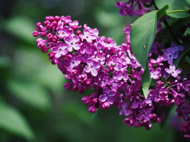 Lillac çiçek yeşil arka plan