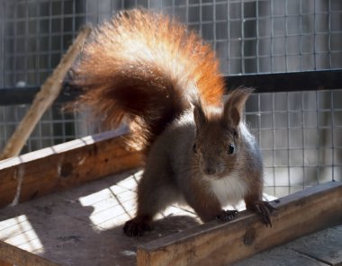 Kızıl sincap kafes içinde oturan
