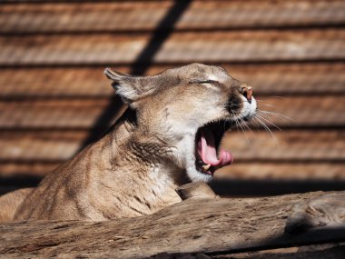Diş gösteren güneş, Puma ciddi yakın çekim