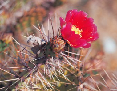 Kelebek Argynnis kaktüs çiçeği