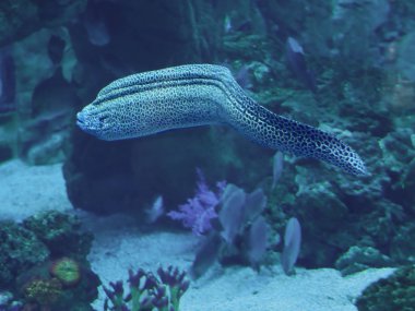 Murena büyük yılan sweaming mavi okyanus