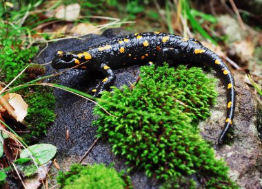 Salamandra taş ve Carpatian Dağları, yeşil çim