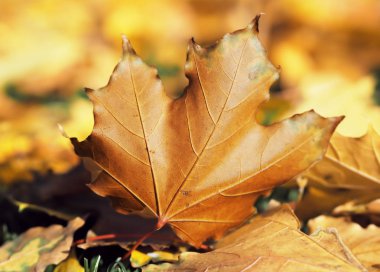 Akçaağaç yaprağı parlak ve renkli