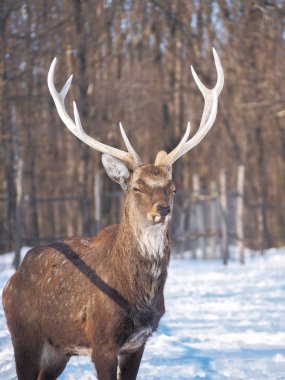 Güneş yakın çekim karlı ormanı geyik