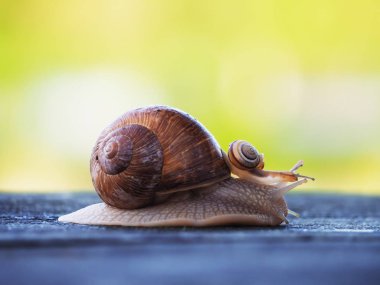 Salyangoz kahverengi mavi ahşap yarış yeşil kağıt yönü