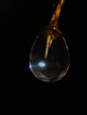 Su damlası şube ucunda