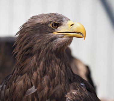 Kartal tehlikeli portre baş görünümü sağdan