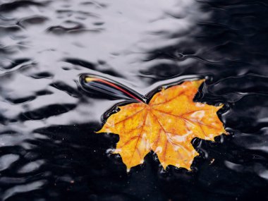 Akçaağaç yaprağı parlak ve renkli