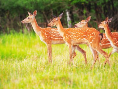 Çayırdaki geyik şirin.
