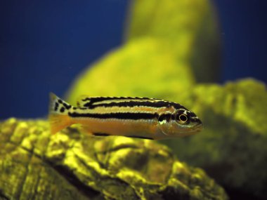 Sarı balık Melanochromis hava kayalar yakınındaki siyah çizgili