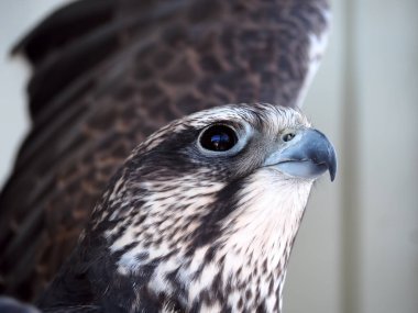 Ciddi portre görünümü drom aşağı beyaz arka plan uçacak kartal