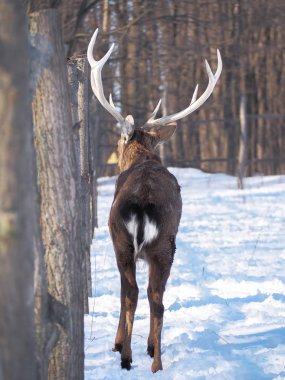 Güneş yakın çekim karlı ormanı geyik