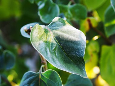 Yere, donmuş buz gibi yaprak